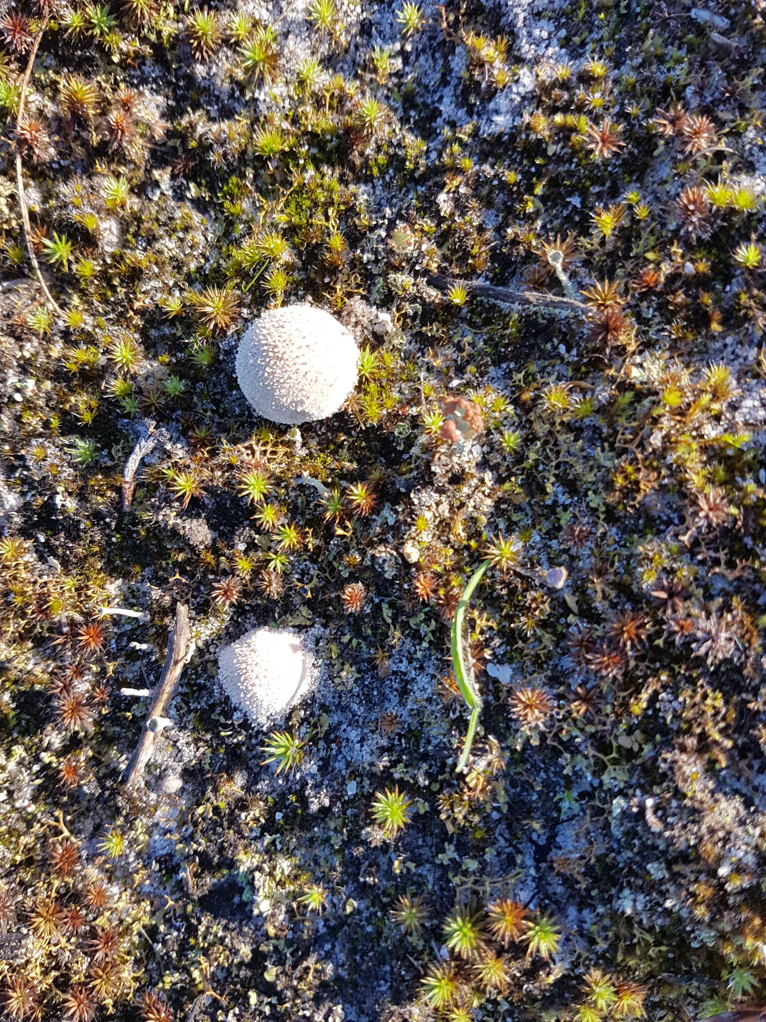 Image of Lycoperdon pratense Pers. 1794