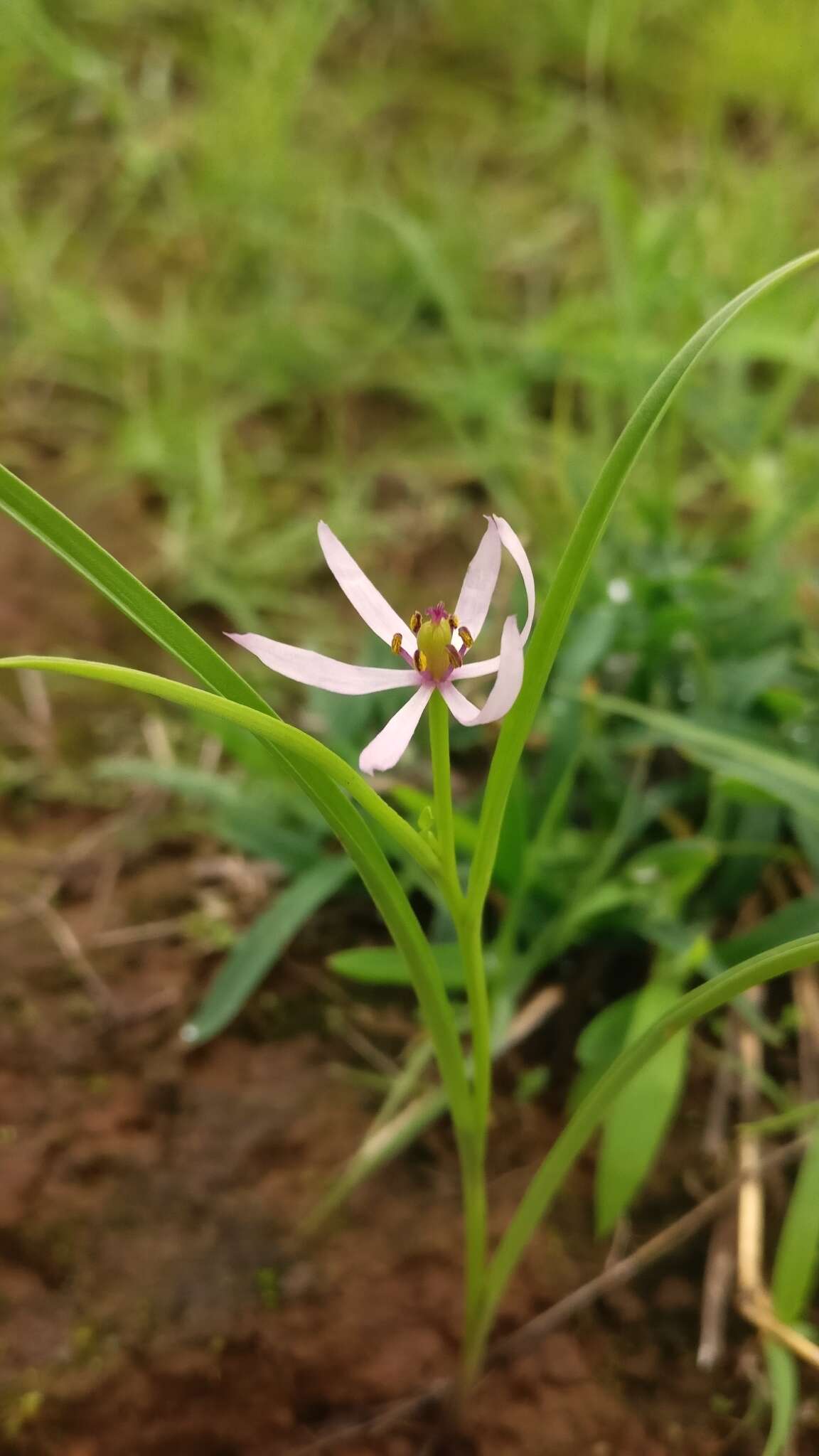 Image of Iphigenia pallida Baker