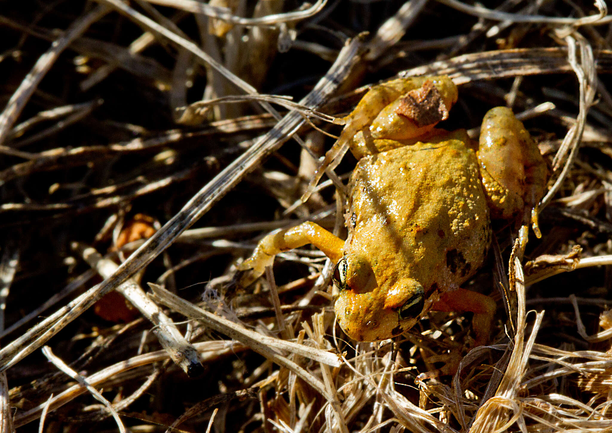 Image of Haswell’s Froglet