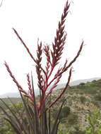 Tillandsia tehuacana I. Ramírez & Carnevali的圖片