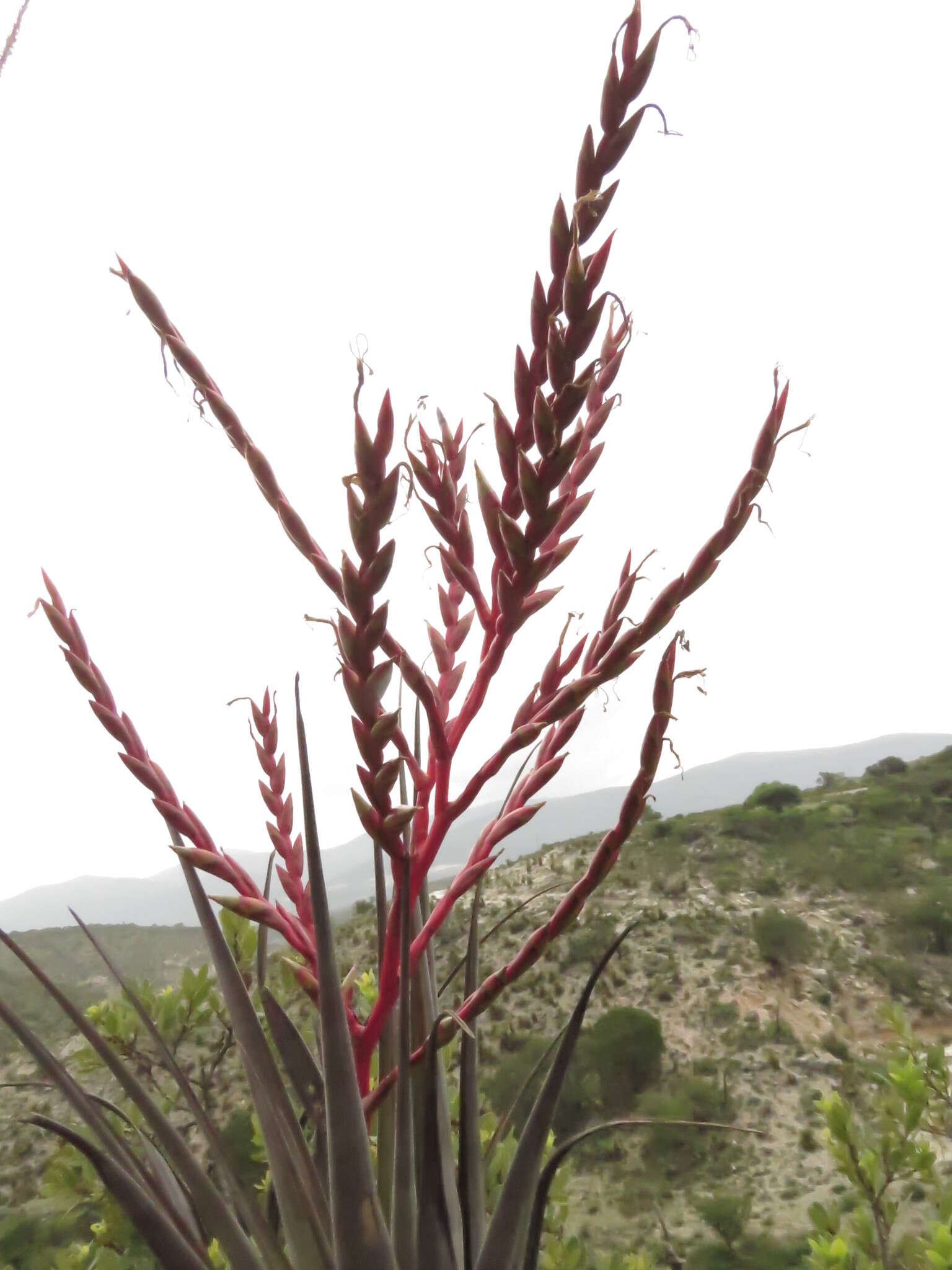 Image of Tillandsia tehuacana I. Ramírez & Carnevali