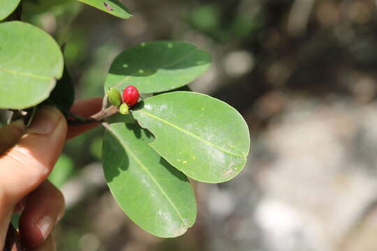 Erythroxylum pictum E. Mey.的圖片