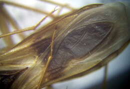 Image of Reduvius testaceus (Herrich-Schaeffer 1848)