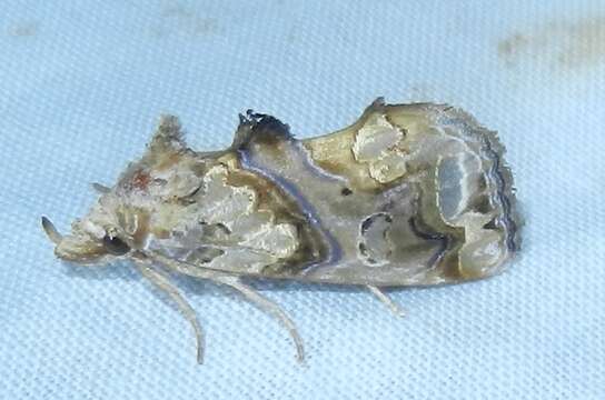 Image of Moonseed Moth