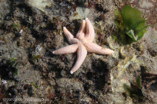 Image of Allostichaster capensis (Perrier 1875)