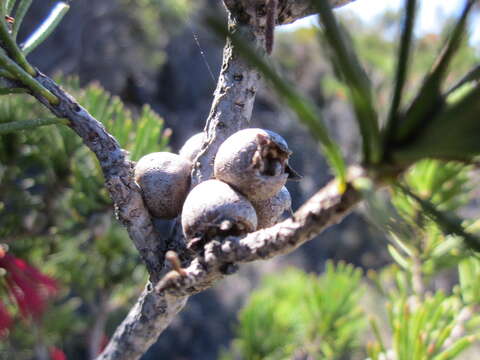 Image of Melaleuca hislopii Craven & R. D. Edwards