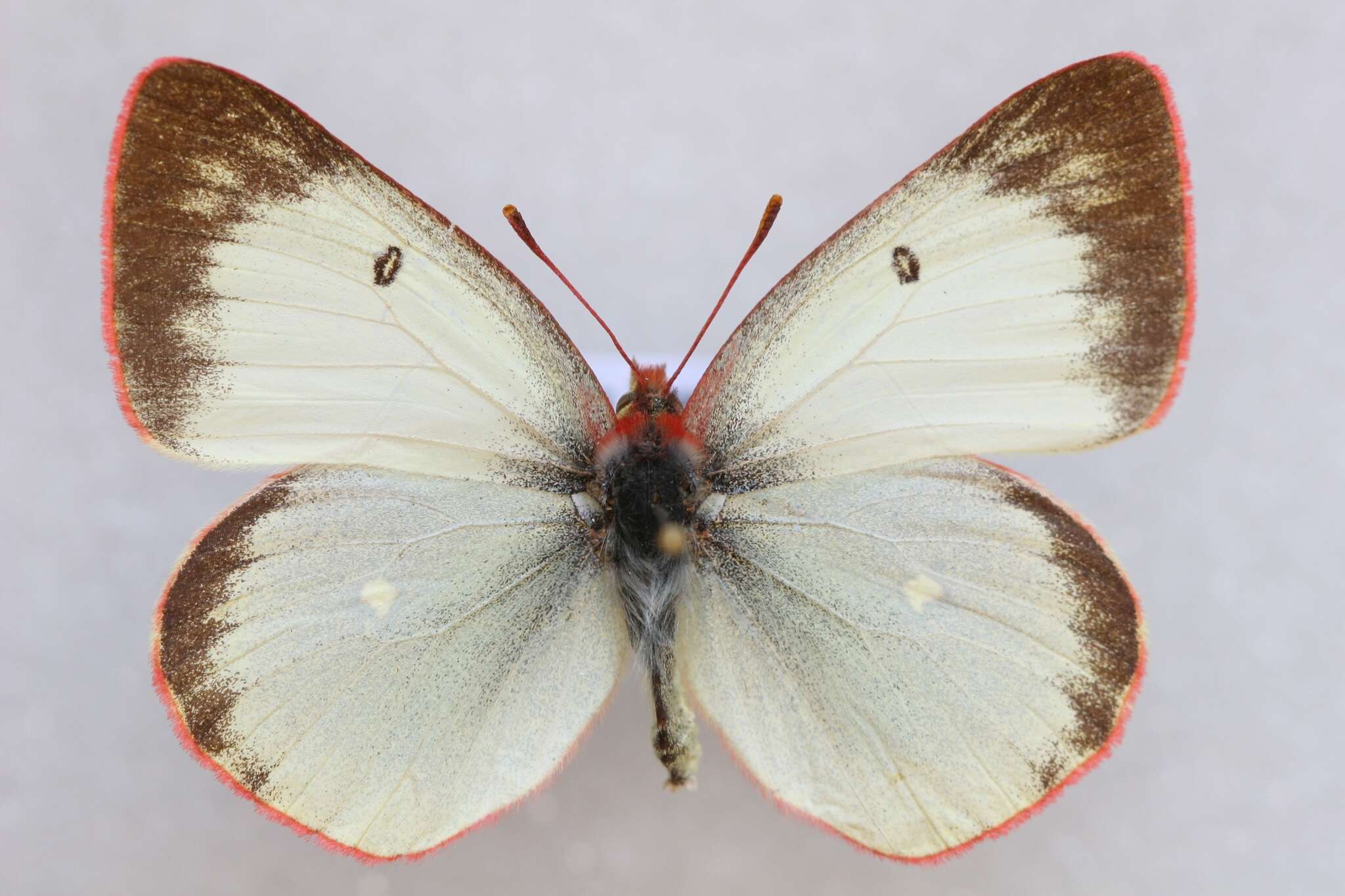 Image de <i>Colias palaeno europomene</i> Ochsenheimer 1816