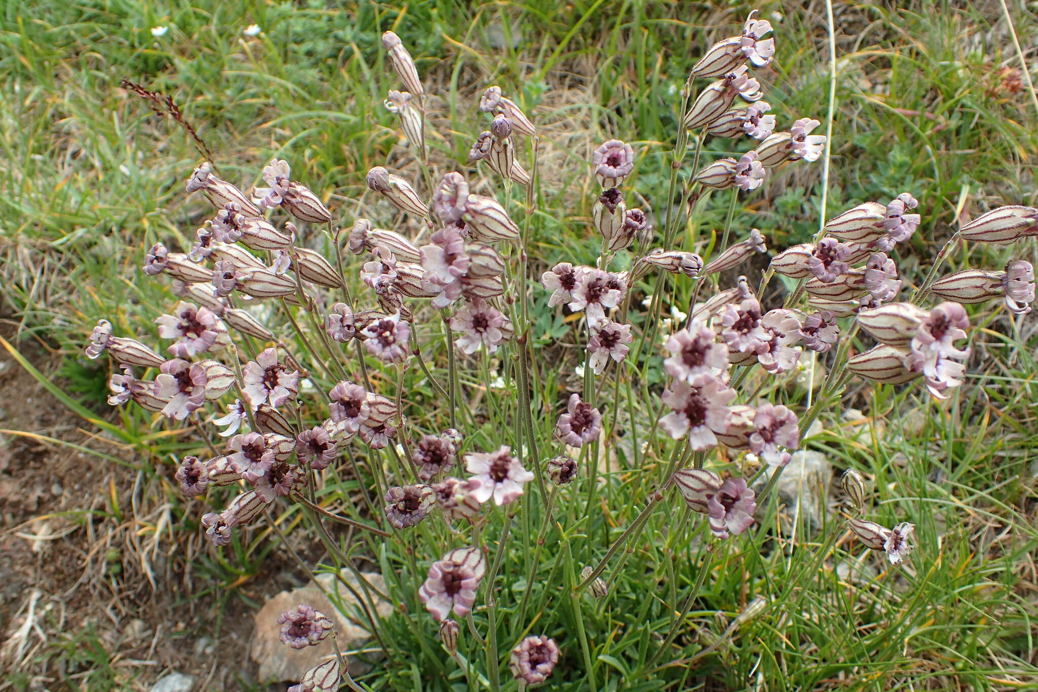 Imagem de Silene ciliata Pourret