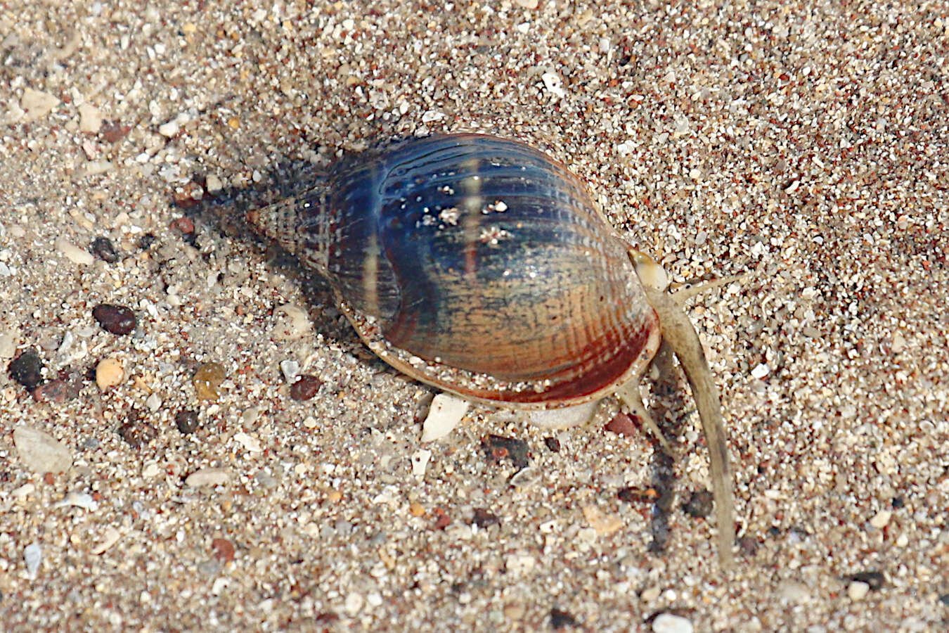 Image of Nassarius pullus (Linnaeus 1758)