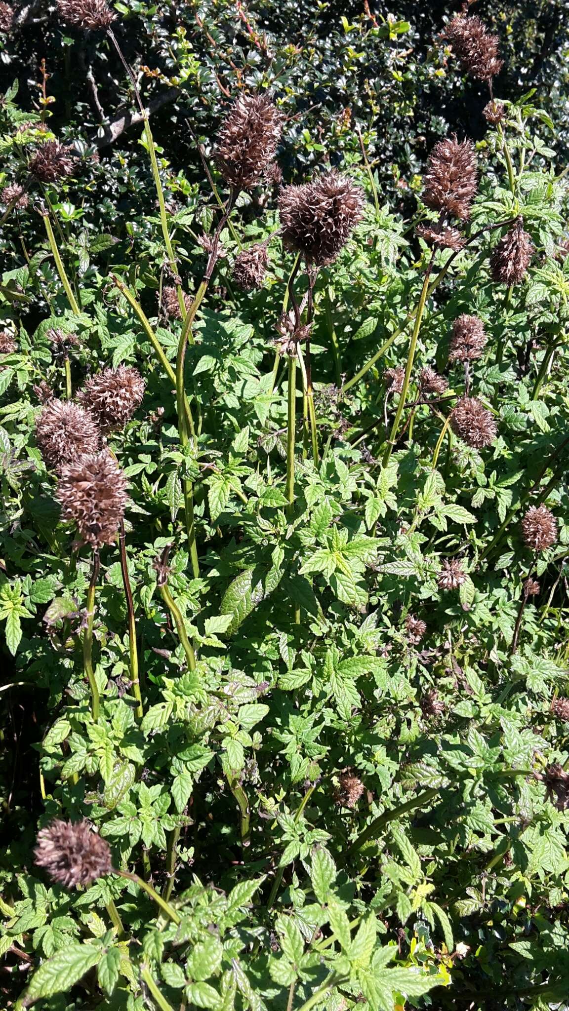 Image of herb of Gilead