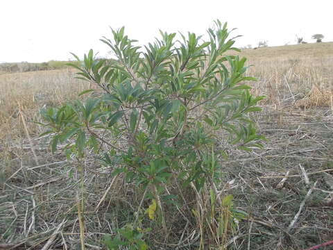 Image of Sapium lateriflorum Hemsl.