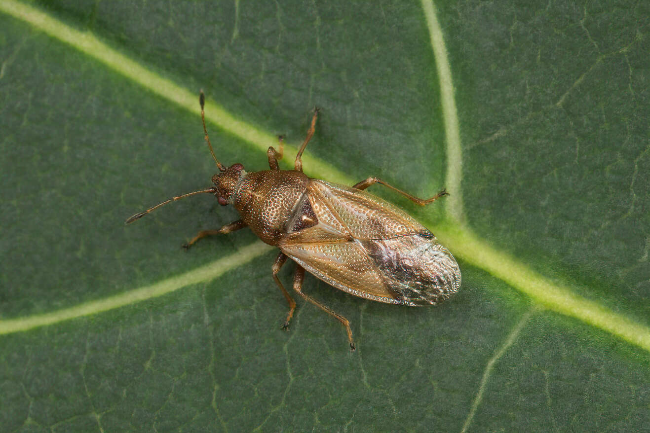 Image of Cymus aurescens Distant & W. L. 1883