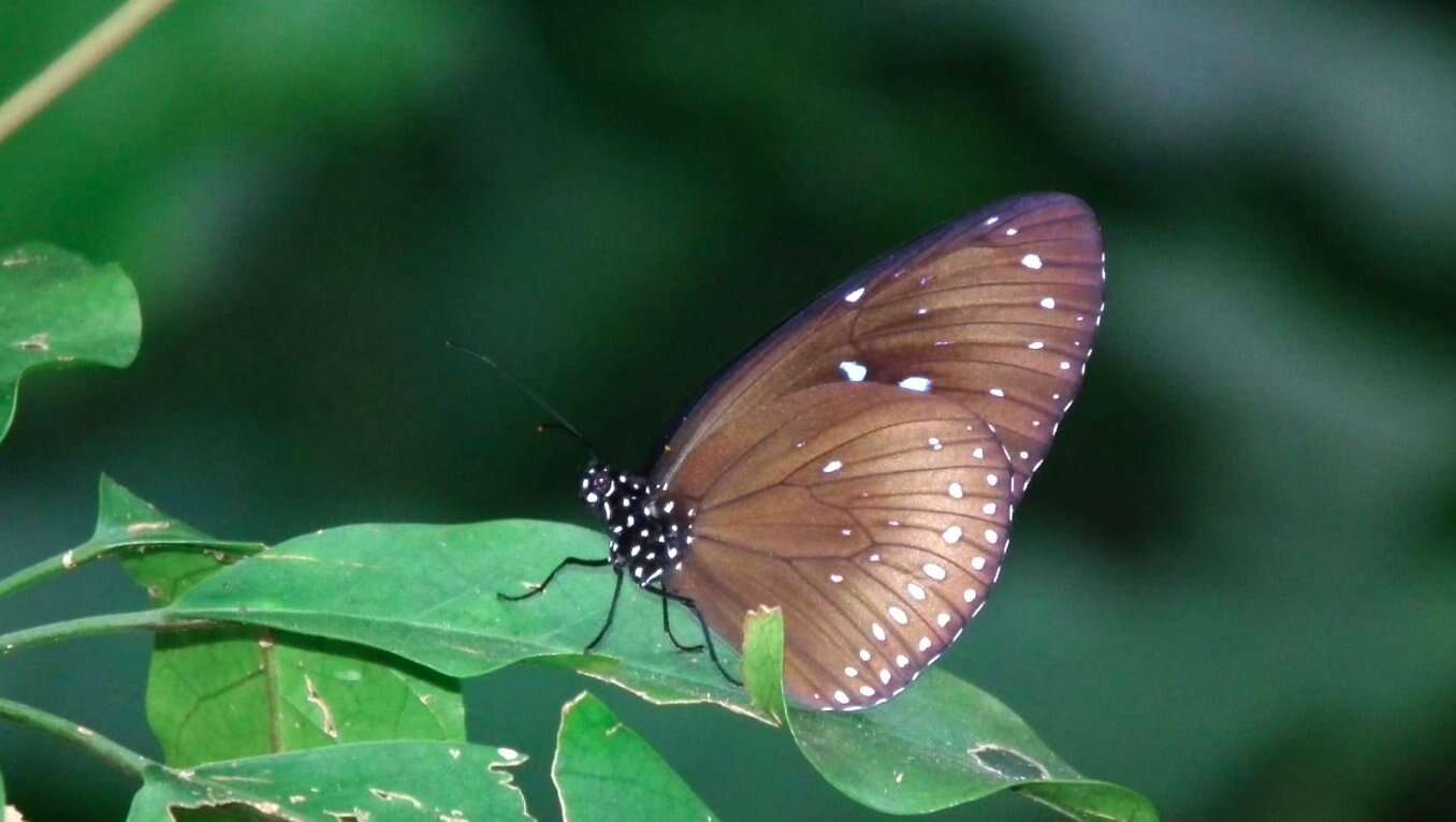 Image of Euploea midamus Linnaeus 1758