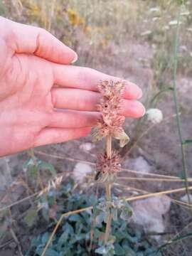 Imagem de Stachys cretica subsp. salviifolia (Ten.) Rech. fil.