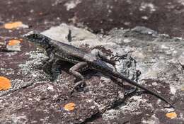 Слика од Tropidurus montanus Rodrigues 1987