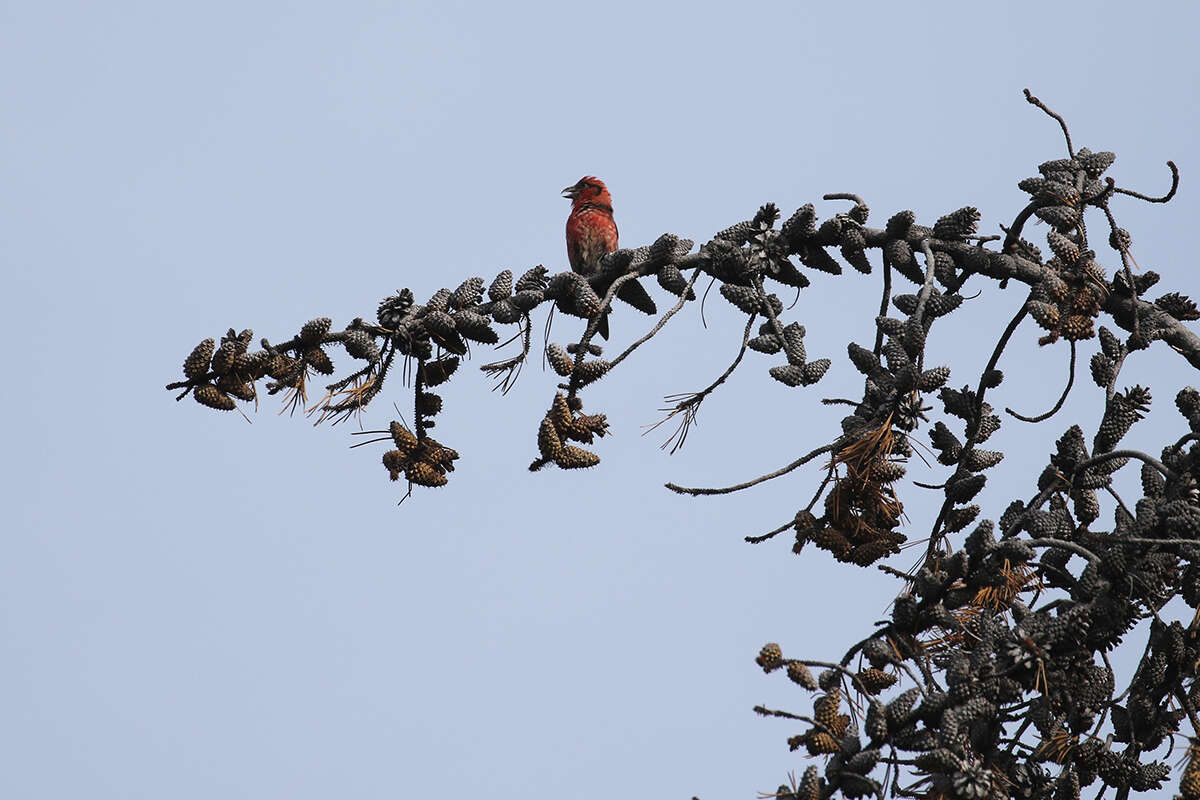 Image of Two-barred Crossbill