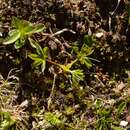 Image of Alchemilla pentaphyllea L.