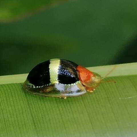 صورة Charidotis aurofasciata (Erichson 1847)