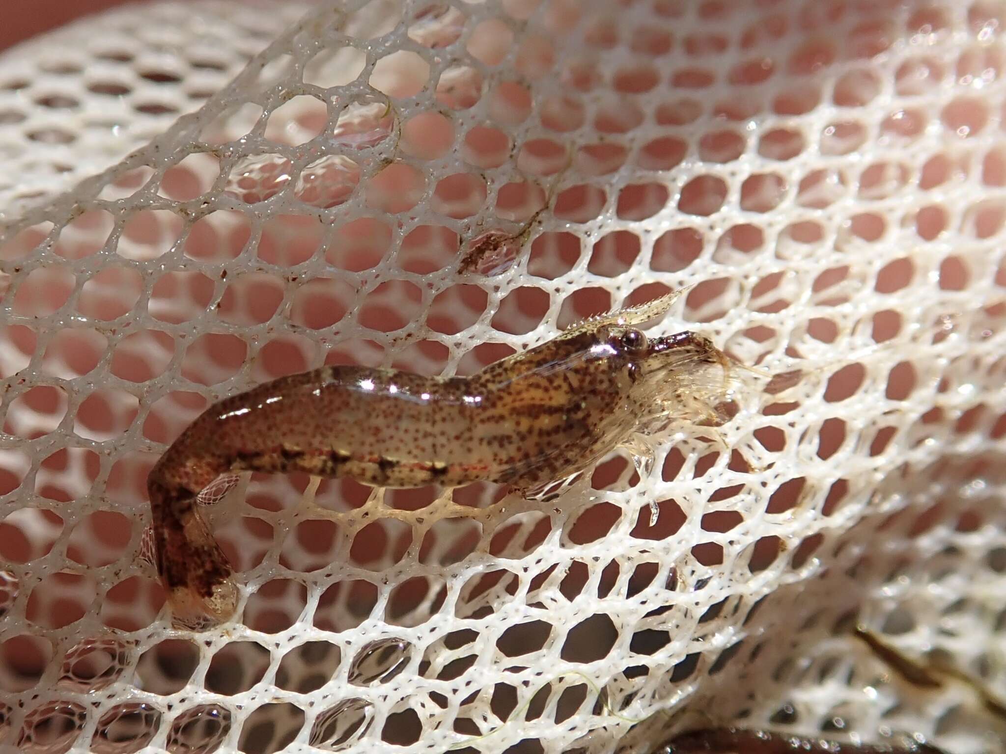 Image of <i>Caridina lanceifrons</i>