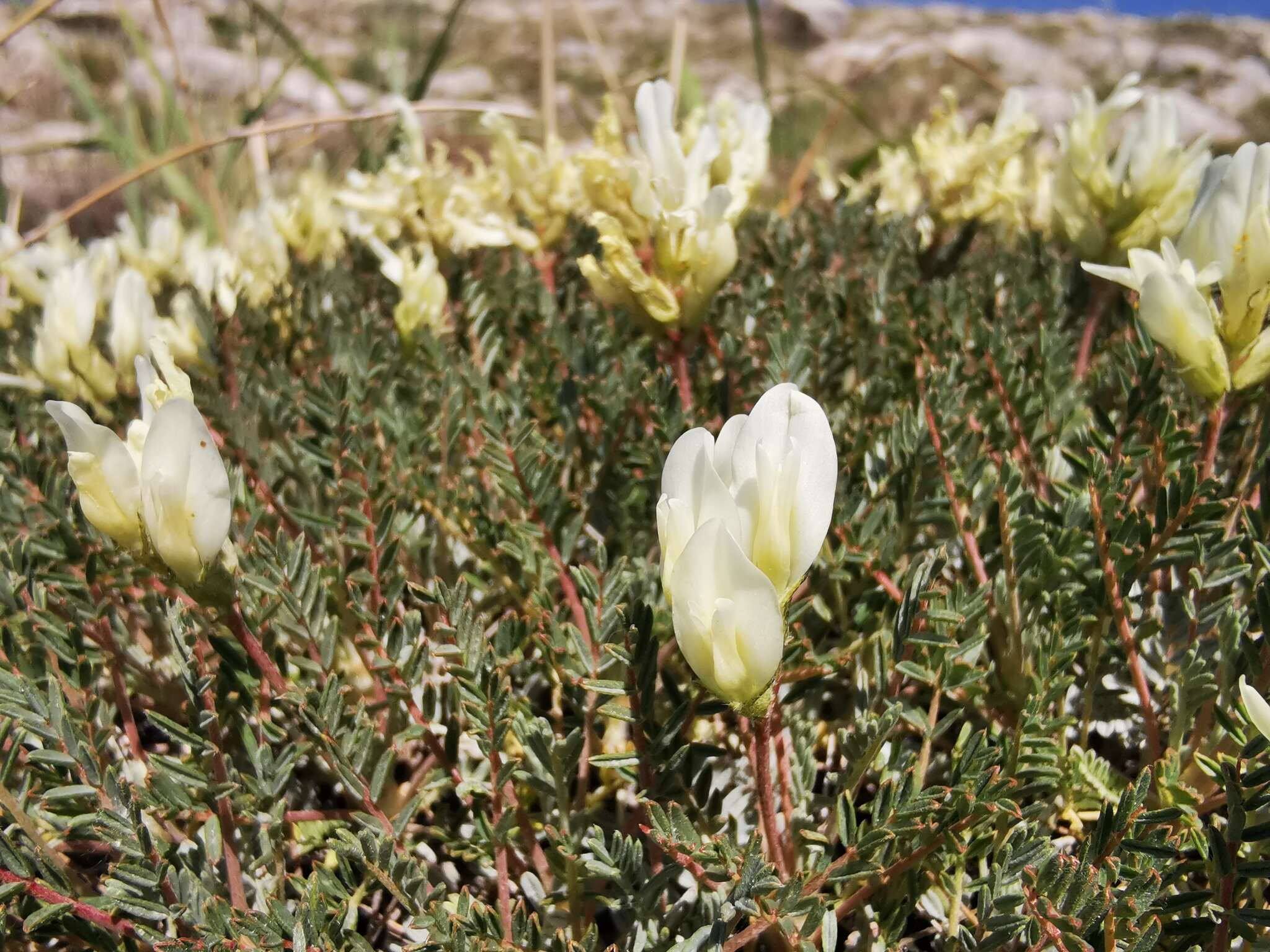 Image of Astragalus angustifolius Lam.