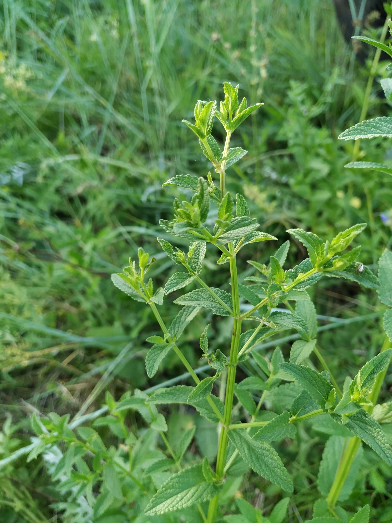 Image of Nepeta nuda L.