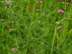 Imagem de Asparagus palaestinus Baker