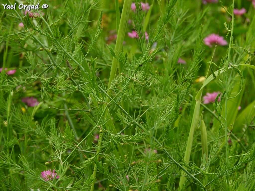 Imagem de Asparagus palaestinus Baker