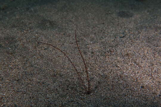 Image of Mesochaetopterus rogeri Martin, Gil, Carreras-Carbonell & Bhaud 2008