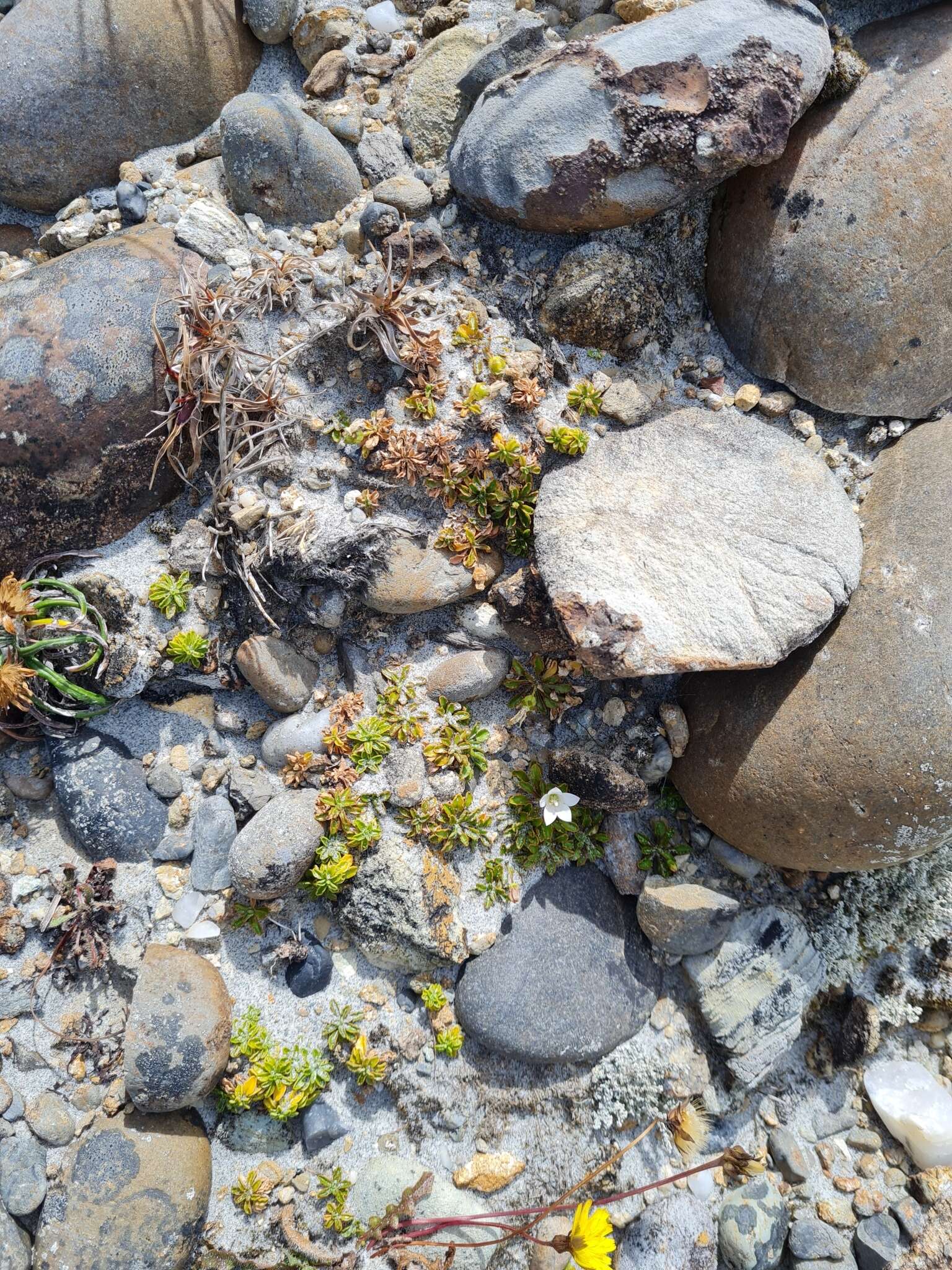 Image of Wahlenbergia congesta (Cheeseman) N. E. Br.