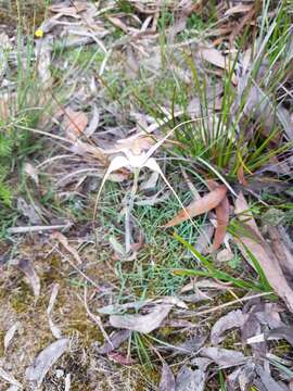 Image of Graceful spider orchid