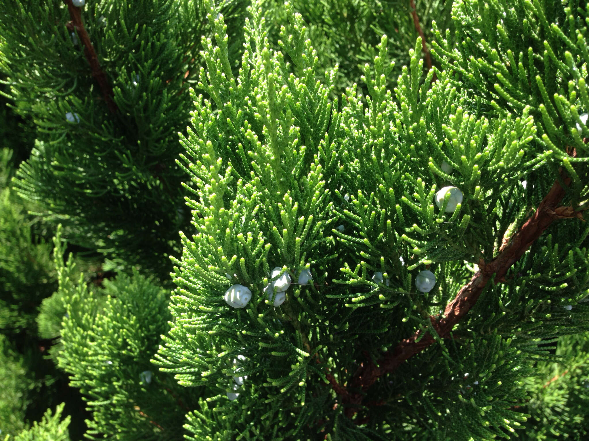 Image of Chinese Juniper