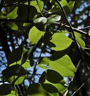 Image of Pachygone ovata (Poir.) J. D. Hook. & Thompson