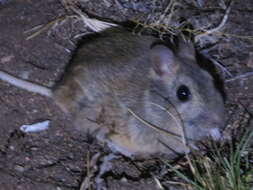 Image of Bunny Rat