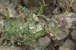 Image of Matthiola daghestanica (Conti) N. Busch