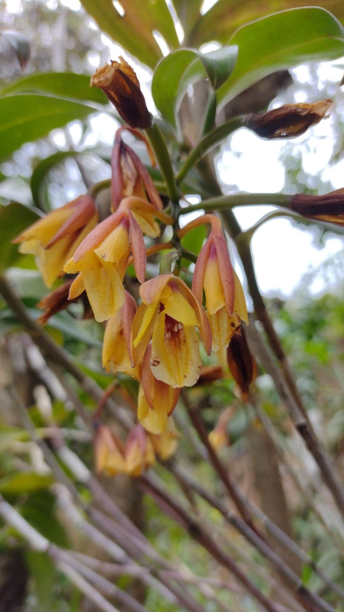 Слика од Epidendrum eximium L. O. Williams