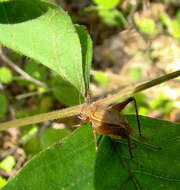 Image of Restless Bush Cricket