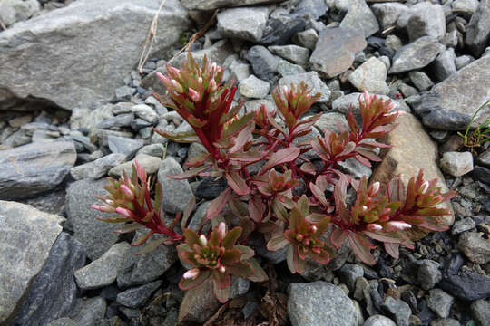 Image of Epilobium pycnostachyum Hausskn.