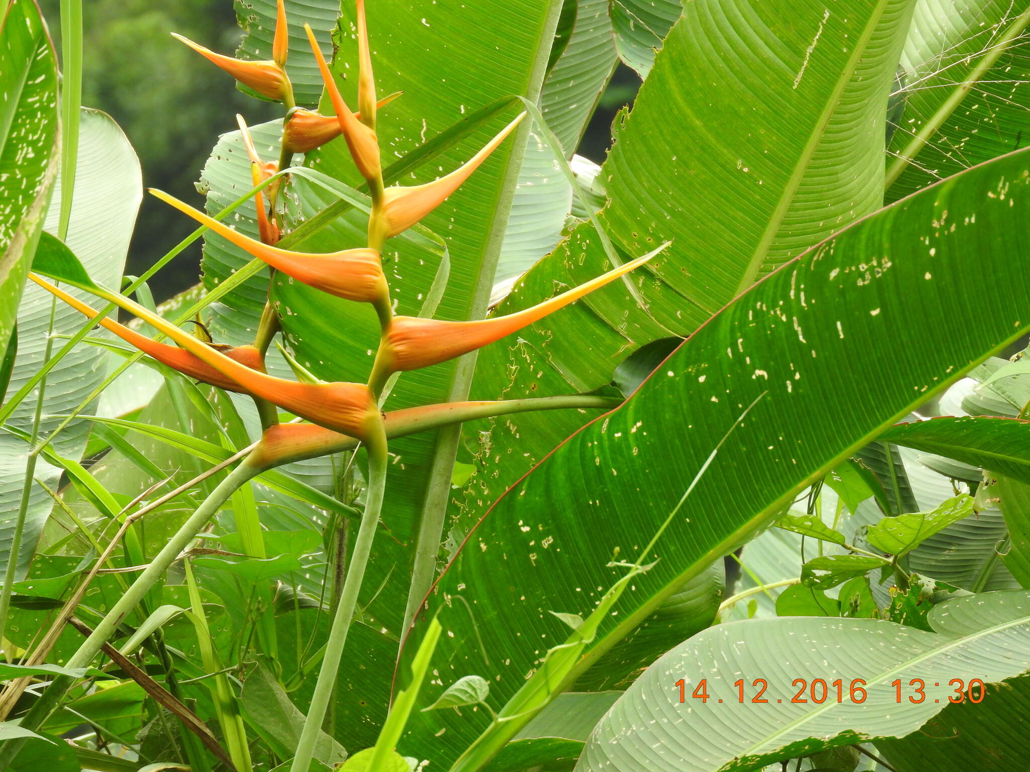 Plancia ëd Heliconia latispatha Benth.