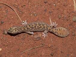 Image of Diplodactylus laevis Sternfeld 1925