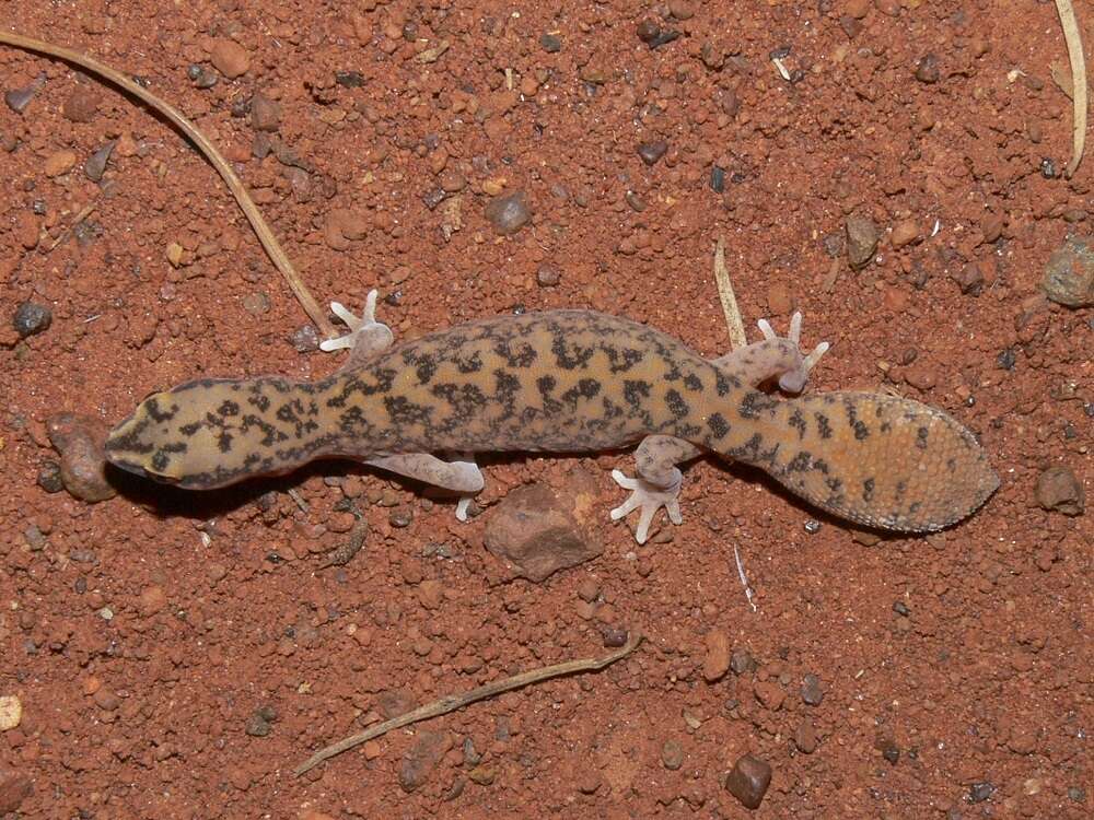 Image of Diplodactylus laevis Sternfeld 1925