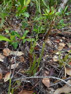 Imagem de Actinostachys melanesica (Selling) Reed