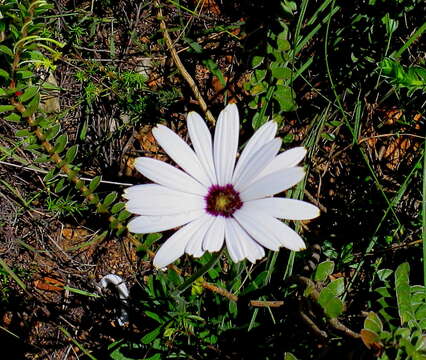 Слика од Dimorphotheca nudicaulis (L.) DC.