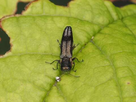 Imagem de Agrilus derasofasciatus Lacordaire ex Boisduval & Lacordaire 1835