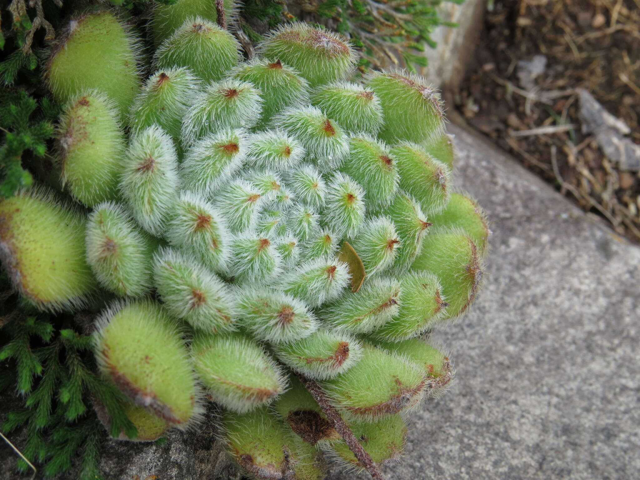 Image of Mexican Firecracker