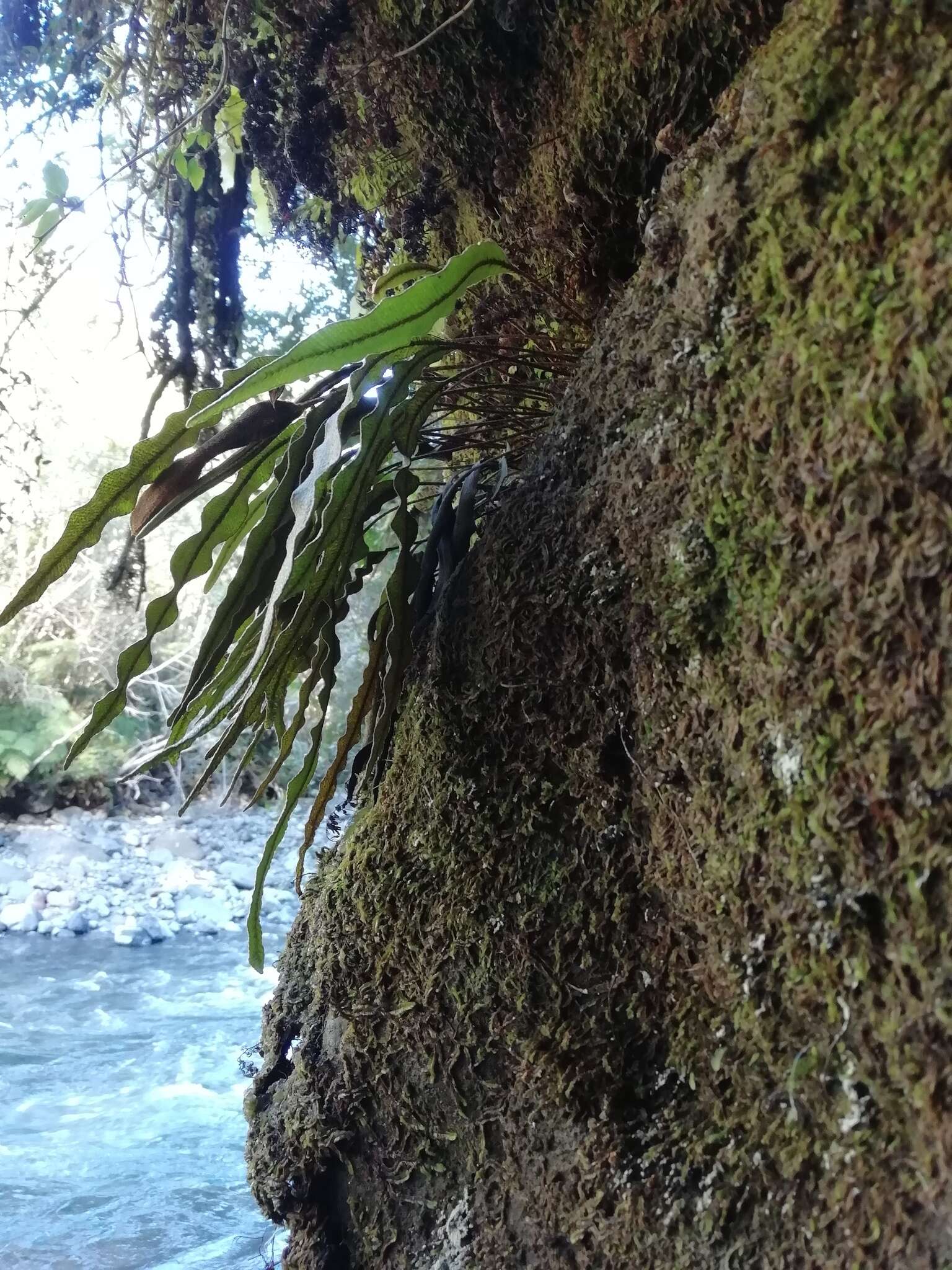 Слика од <i>Elaphoglossum fonki</i>