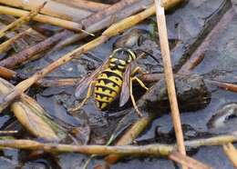 Image of Western Yellowjacket