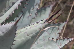 Image of Agave flexispina Trel.