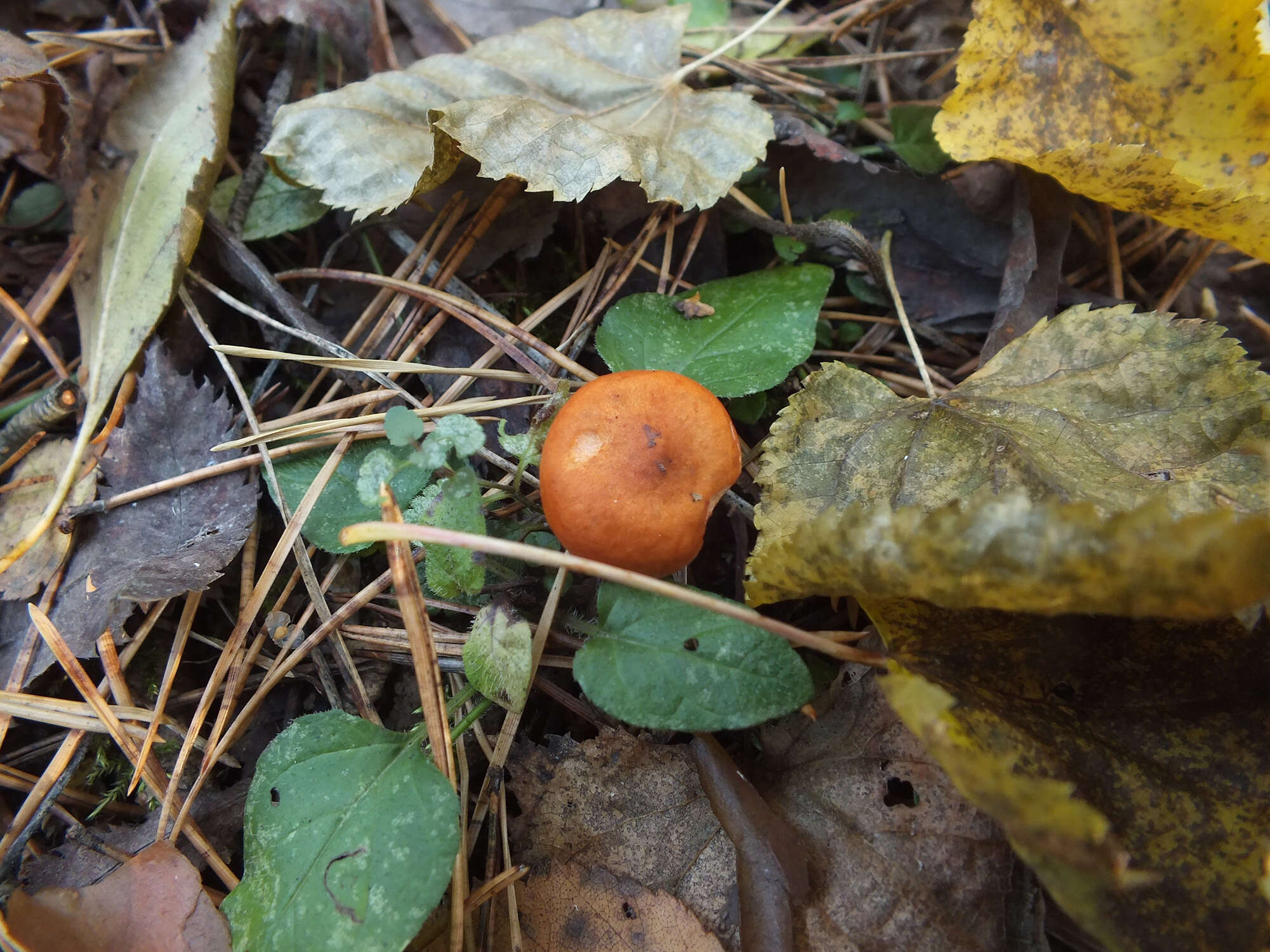 Слика од Lactarius aurantiacus (Pers.) Gray 1821