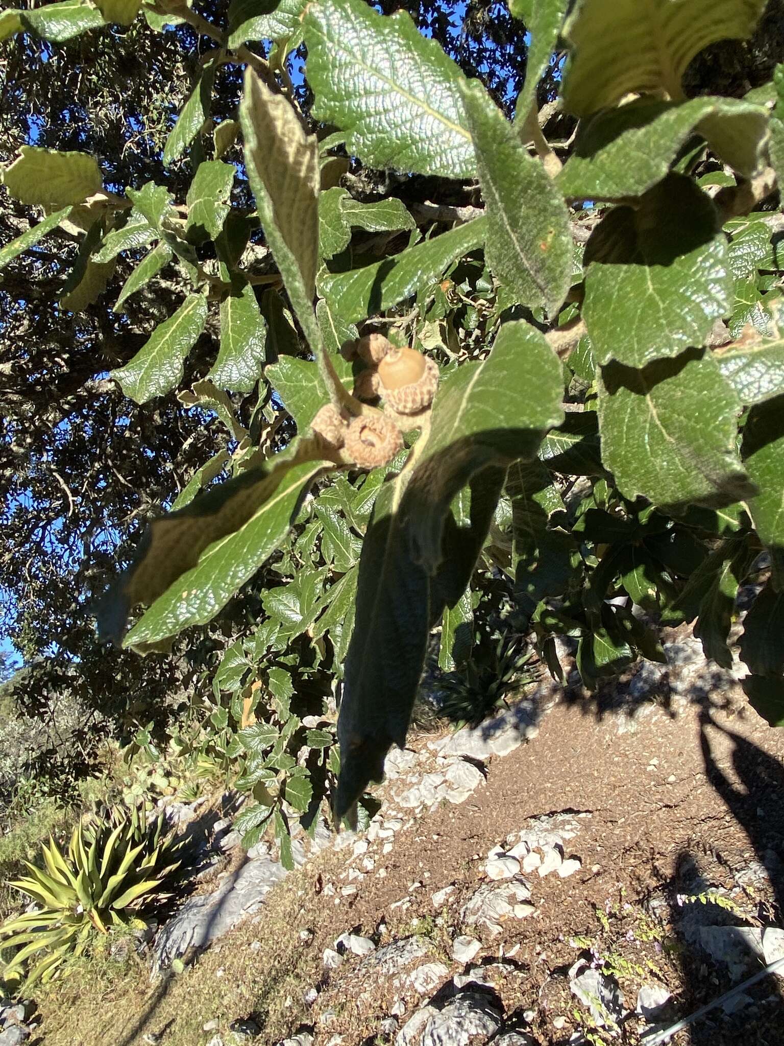 Image of netleaf oak