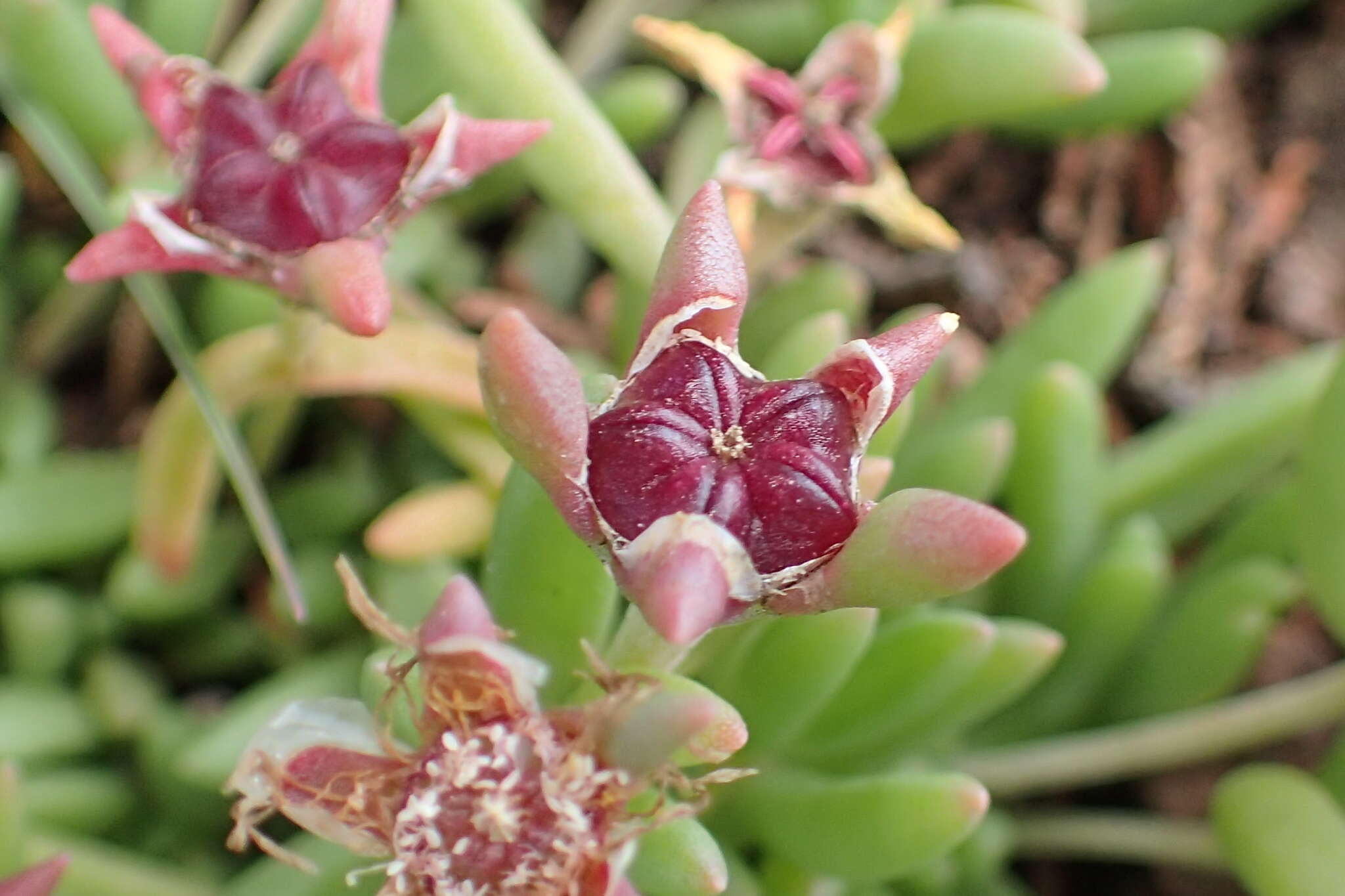 Imagem de Delosperma lavisiae L. Bol.